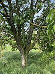 IMG_9664