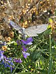 IMG_9842