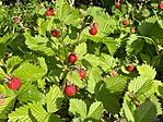 IMG_9858