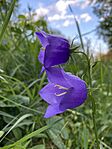 IMG_9865