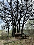 IMG_2494