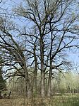 IMG_2505