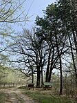 IMG_2515