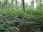 DSC07634