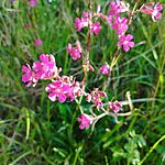 IMG_20240501_170906