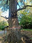 IMG_20240524_171646