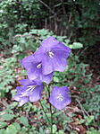 Baracklevelű harangvirág (Campanula persicifolia)