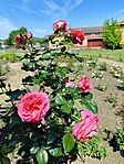 IMG_20240516_104741