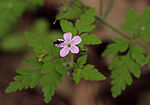 IMG_6207_1