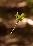 IMG_6336_1