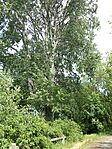 IMG_20240501_120827