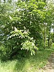 IMG_20240501_120741