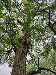 IMG_20240524_122835