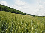 P5254051