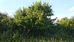 IMG_20240519_182711