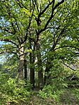 IMG_4260