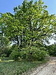 IMG_4259