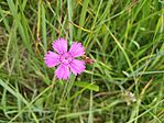 IMG_20240609_124801_1
