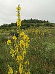 IMG_20240622_065235