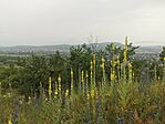 IMG_20240622_071404