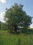 IMG_20240527_172035