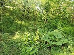 IMG_20240527_172820