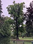 IMG_4739
