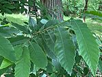 IMG_5091