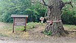 IMG_20240605_153324