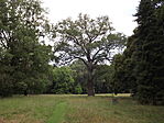 Kürti Arborétum-6