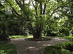 Kürti Arborétum-9