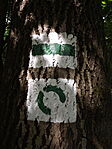 Tőserdő hőse-4