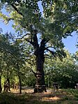 IMG_3807