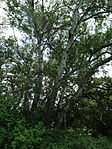 DSC07980