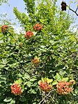 IMG_20240626_115707