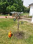 IMG_20240622_123454