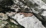 homoki vipera