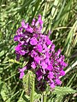 IMG_5551