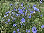 IMG_5556