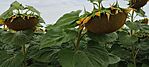 IMG_20240721_084306724