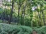 IMG_20240731_084130.jpg