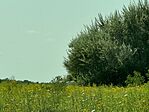 IMG_5513