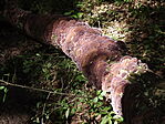 Keleméri Mohos tavak-6