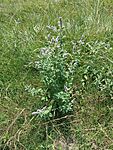IMG_20240712_122533