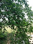 IMG_20240712_122836