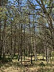IMG_5585