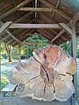 IMG_20240727_175038