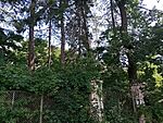 IMG_20240714_095017499_MFNR