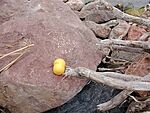 IMG_20240720_140825373_MFNR