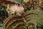 IMG_6804_1